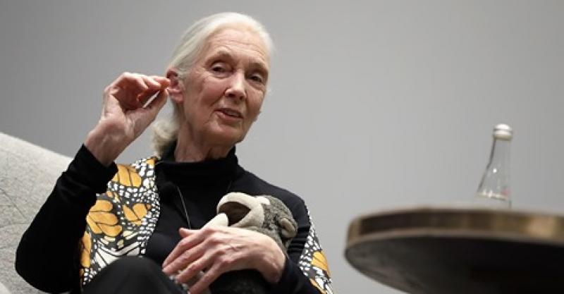 Jane Goodall image