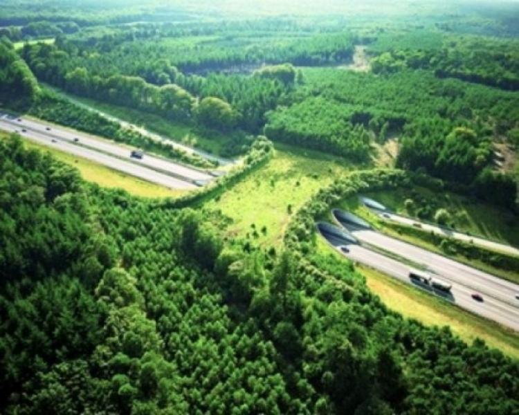 This wildlife bridge (ecoduct) provides a safe crossing path for wildlife amidst the danger of highways.